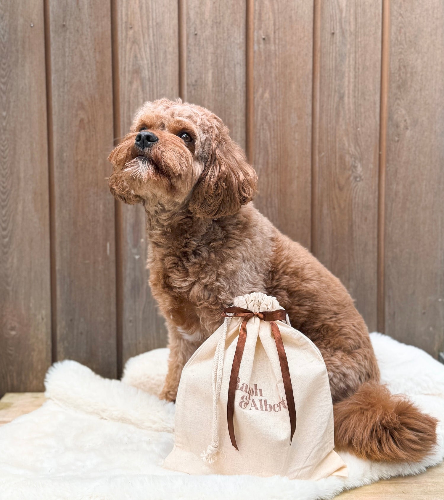 Dog Spa